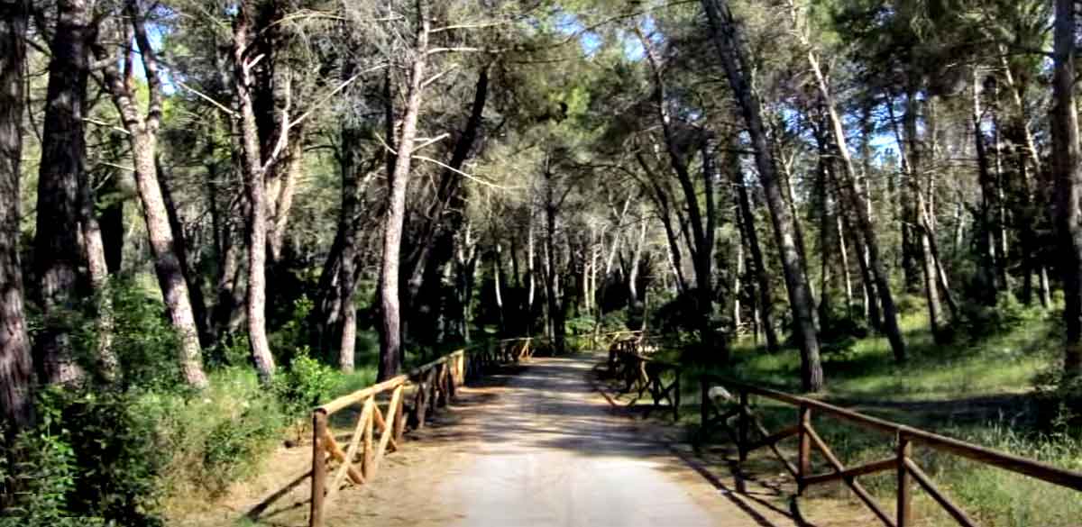 Foresta Mercadante Cassano delle Murge in Puglia